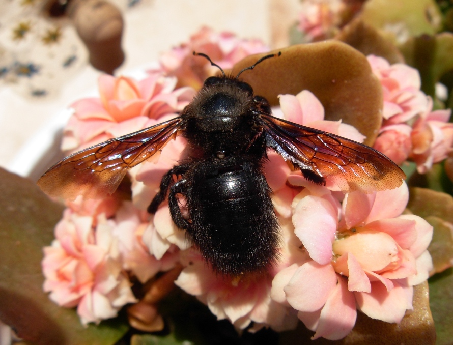 Xylocopa violacea.